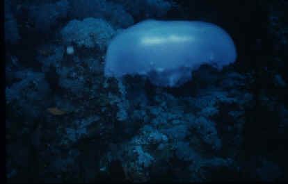 wpe7.jpg (8061 Byte)
